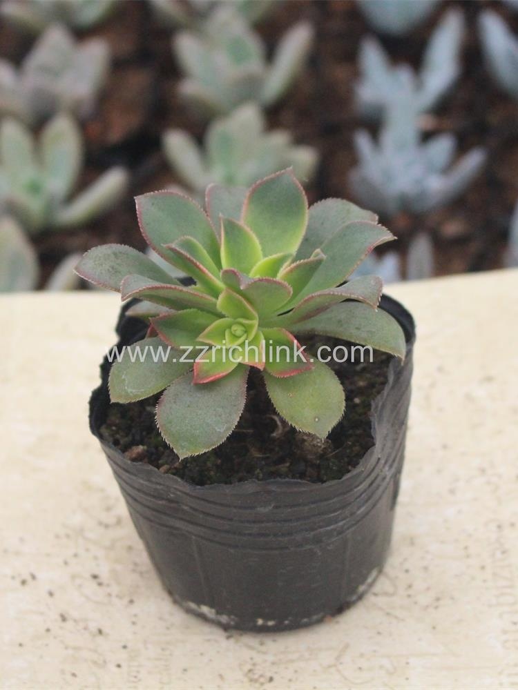 Succulent Plants