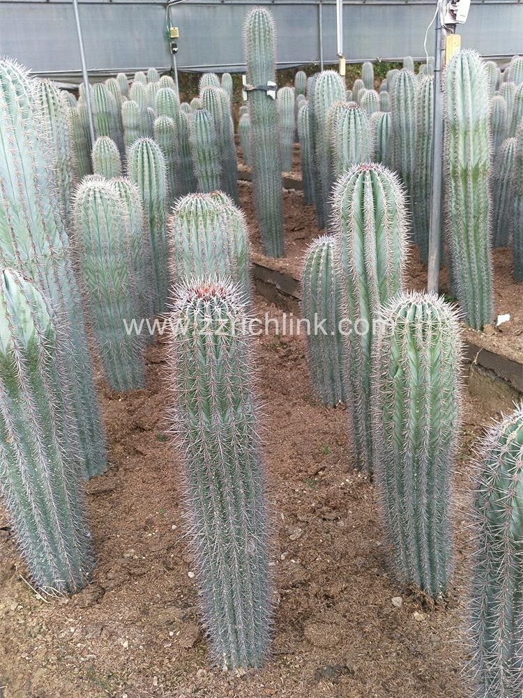 Big Cactus