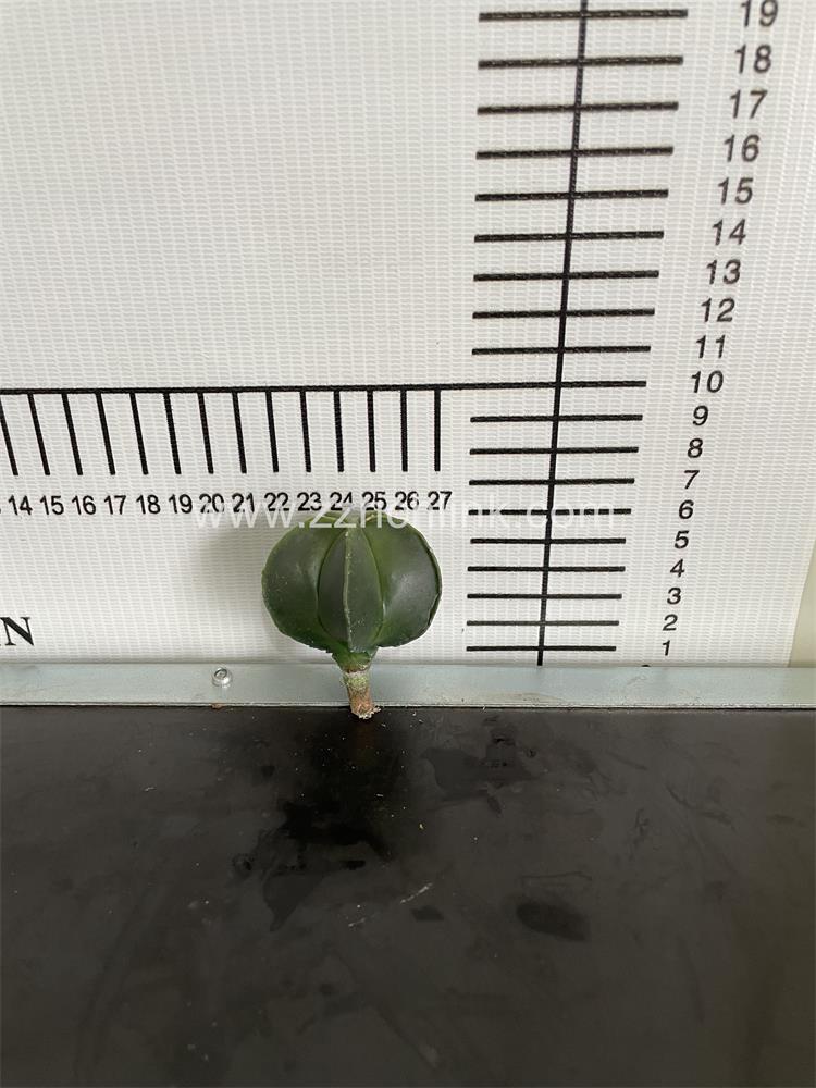 Astrophytum myriostigma--green