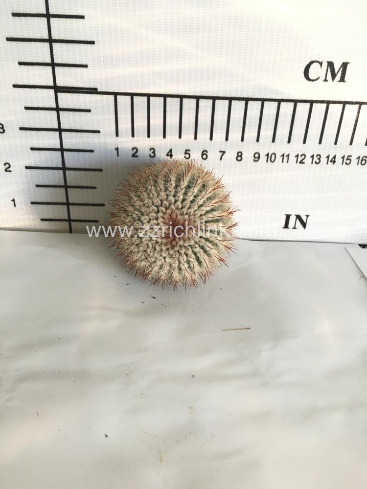 Parodia Scopa