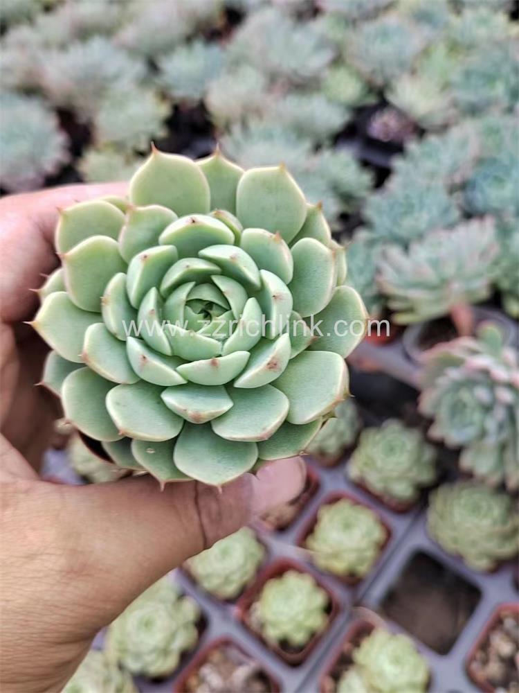 Succulent Plants