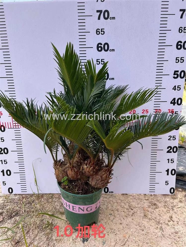 Cycas Revolute