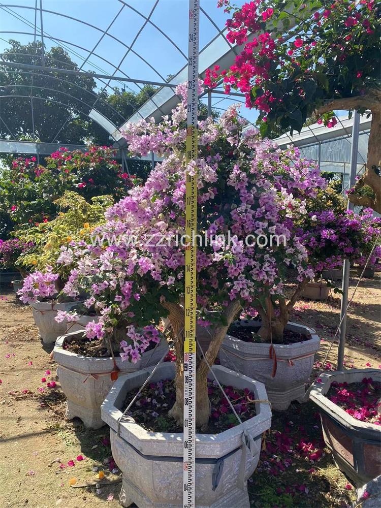 Bougainvillea Glabra