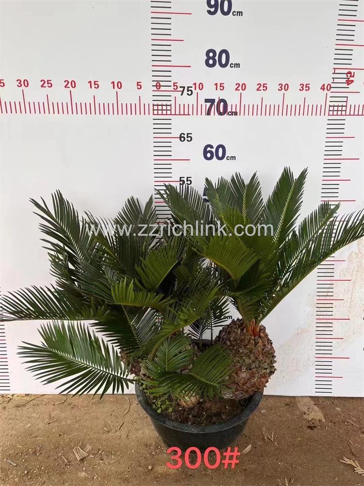 Cycas Revolute