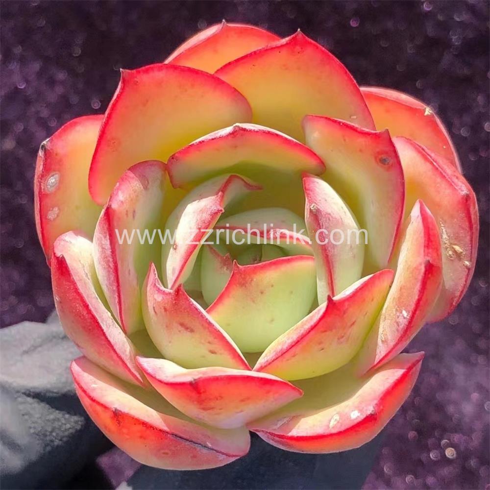 Succulent Plants