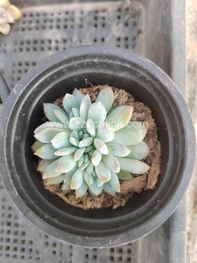 Succulent Plants