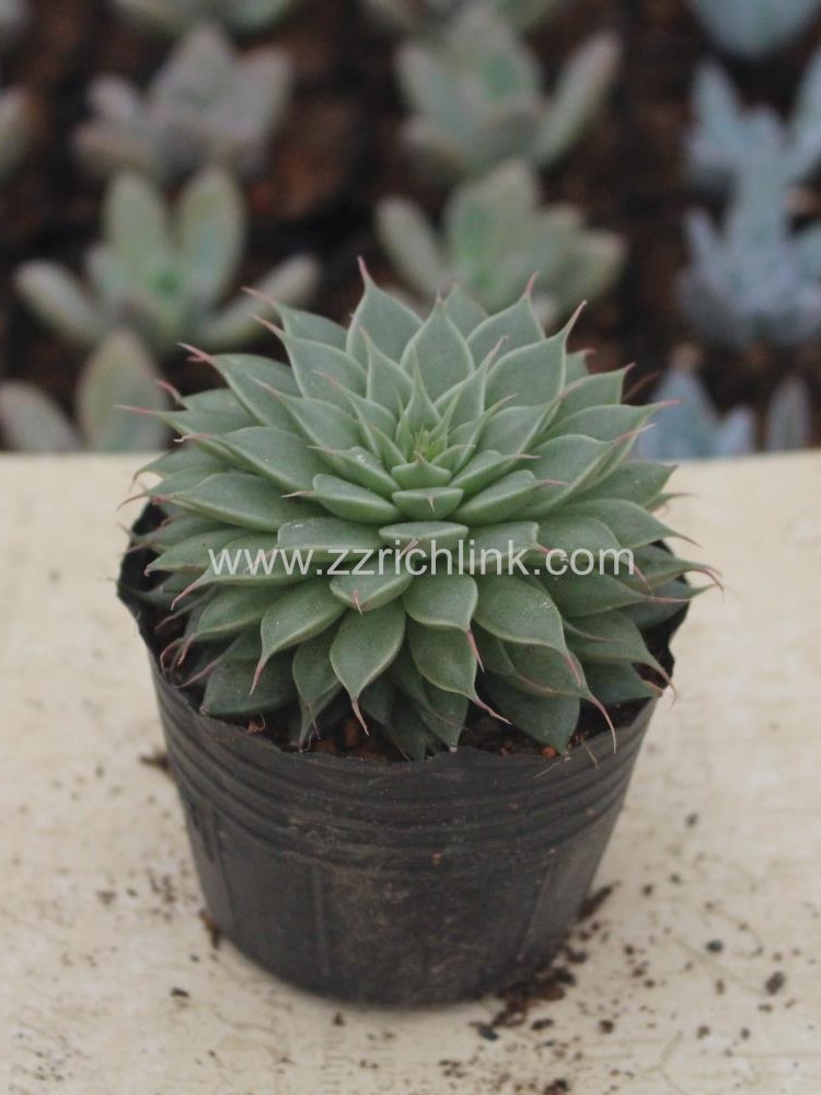 Succulent Plants