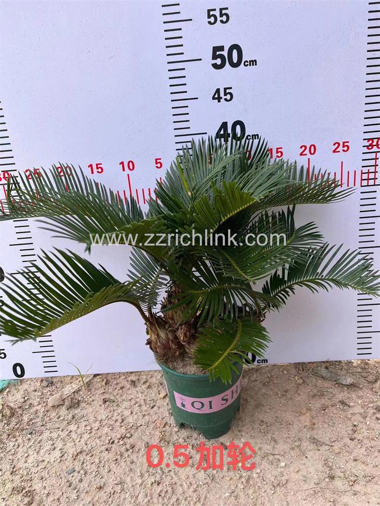 Cycas Revolute