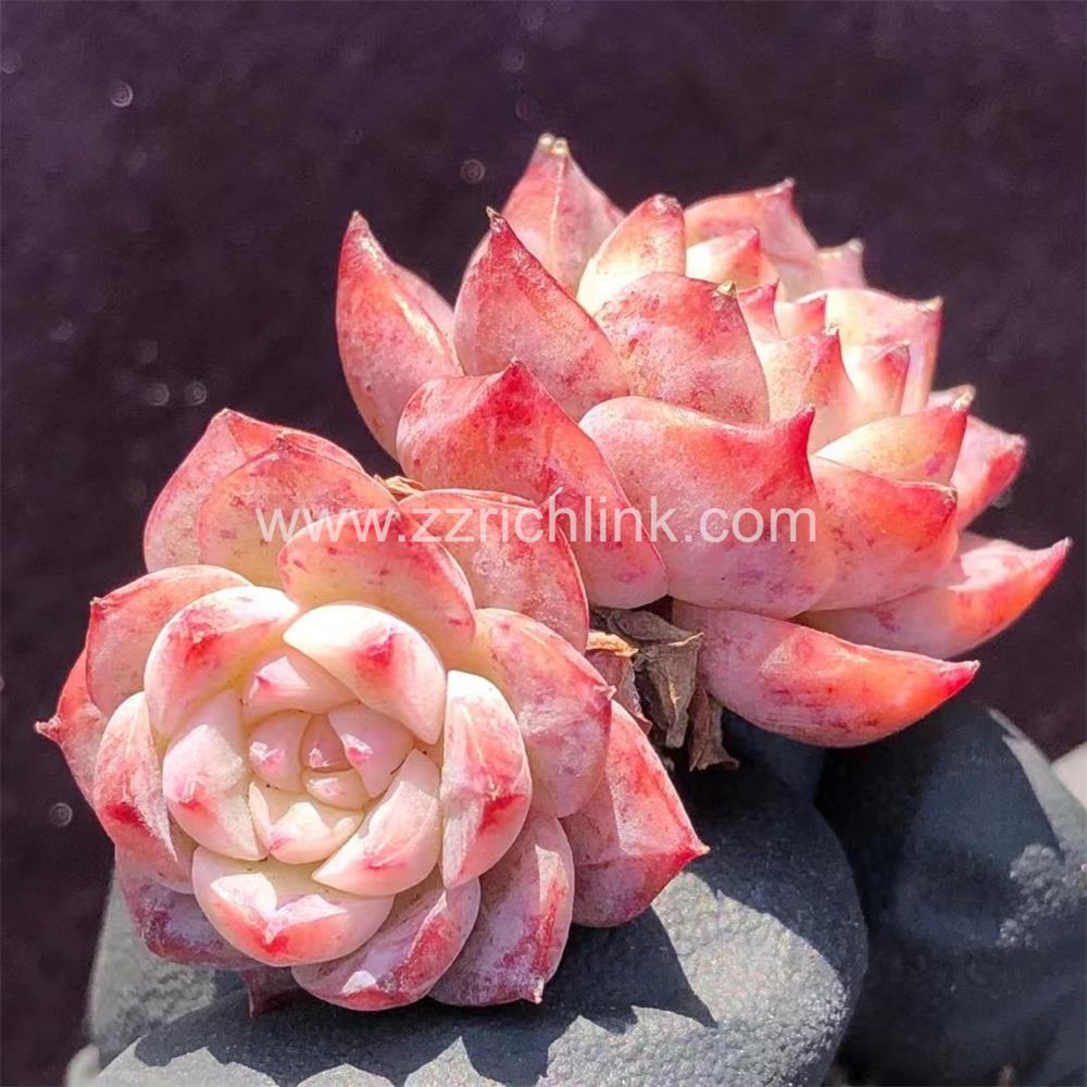 Succulent Plants