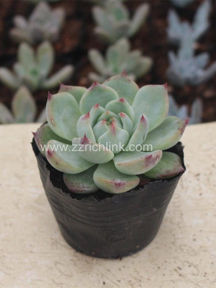 Succulent Plants
