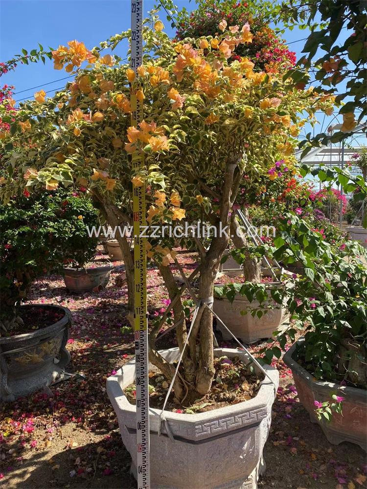 Bougainvillea Glabra
