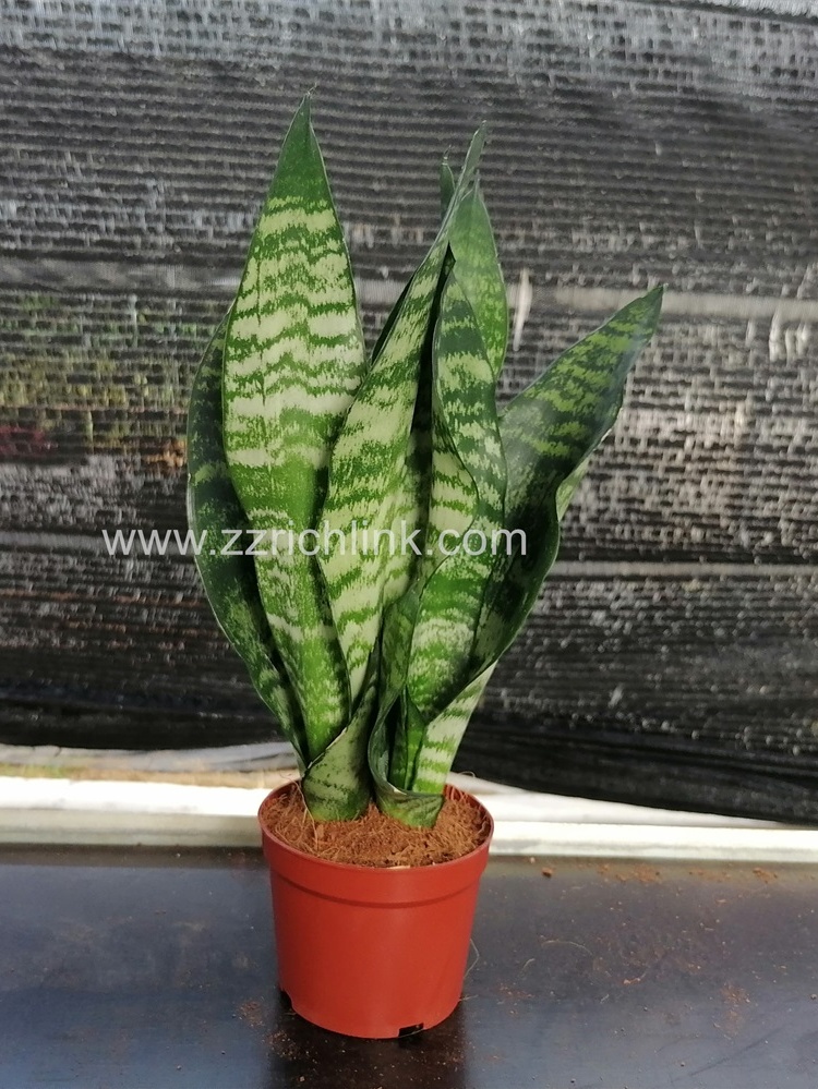 Sansevieria superba