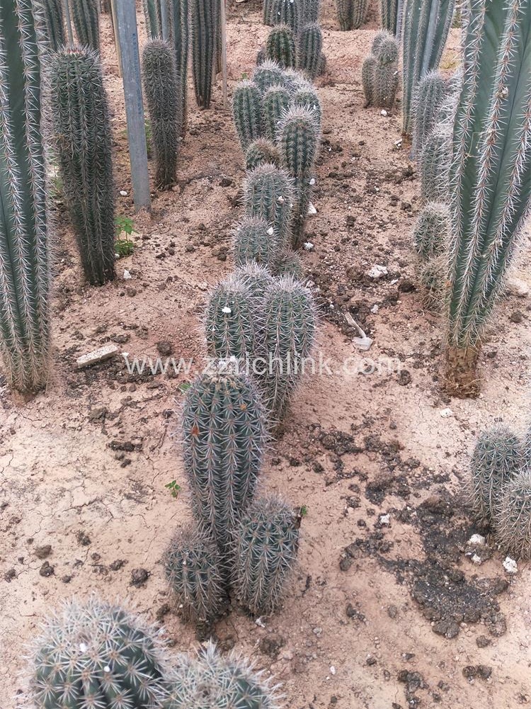 Big Cactus