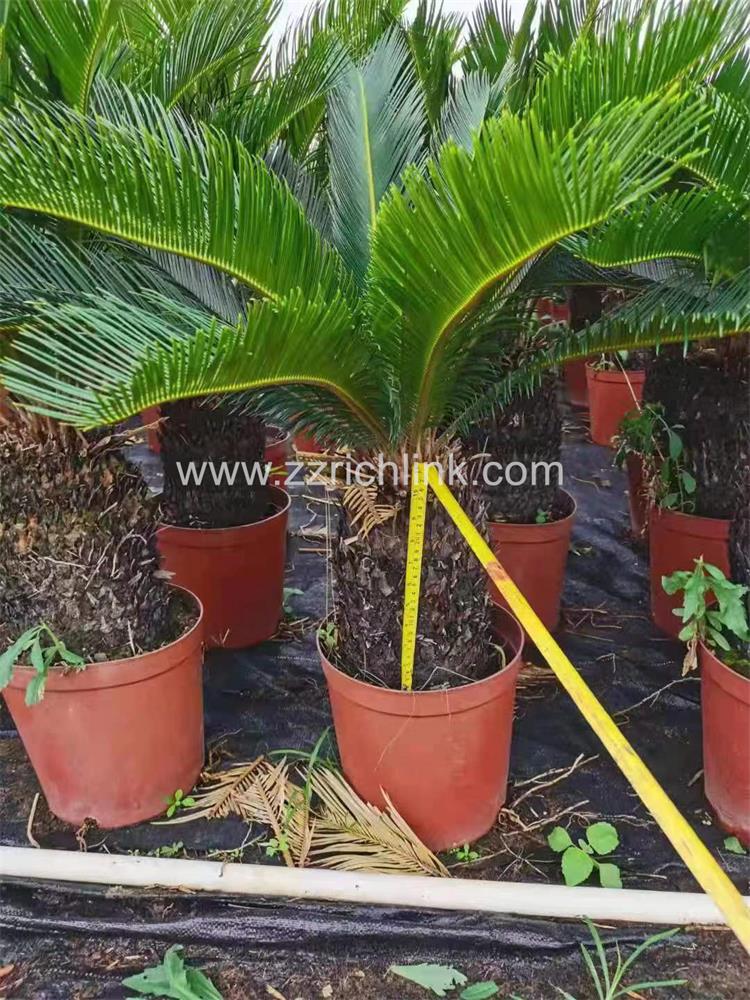 Cycas Revolute