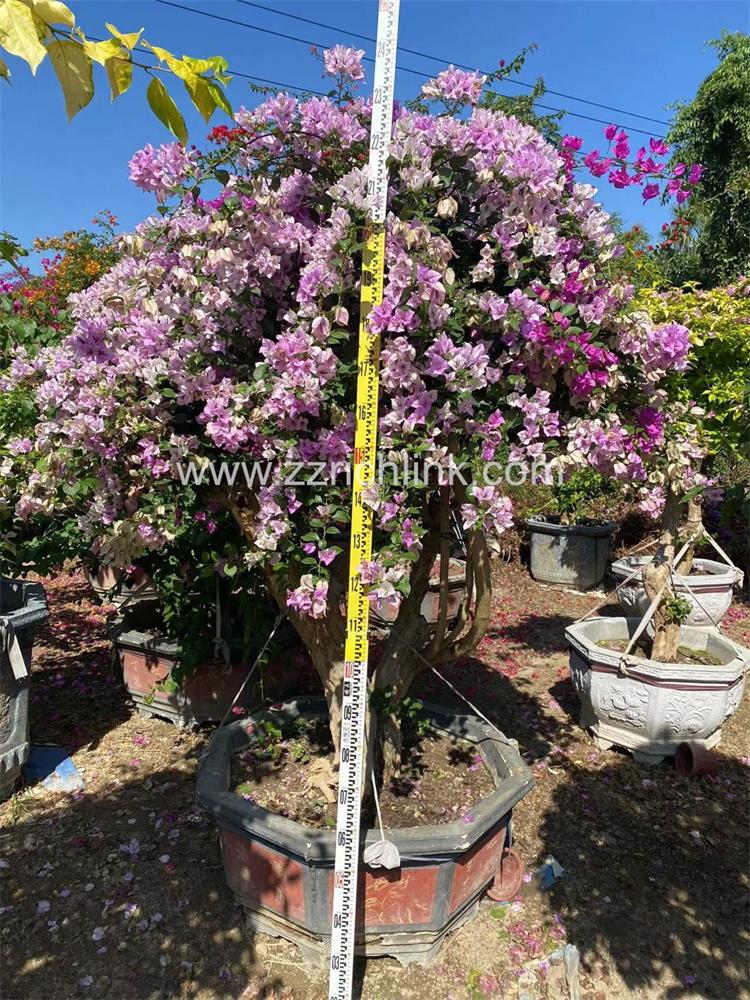 Bougainvillea Glabra