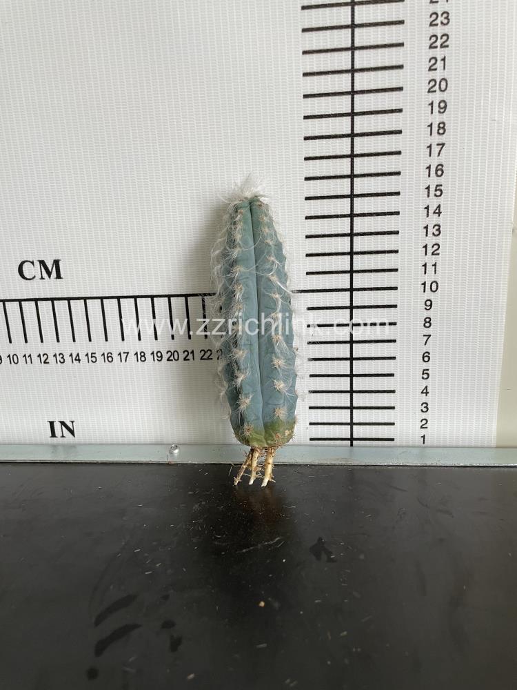 Pilosocereus magnificus