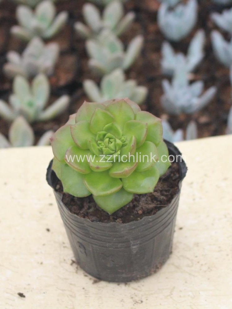 Succulent Plants