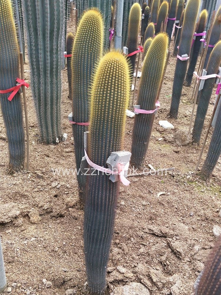 Big Cactus