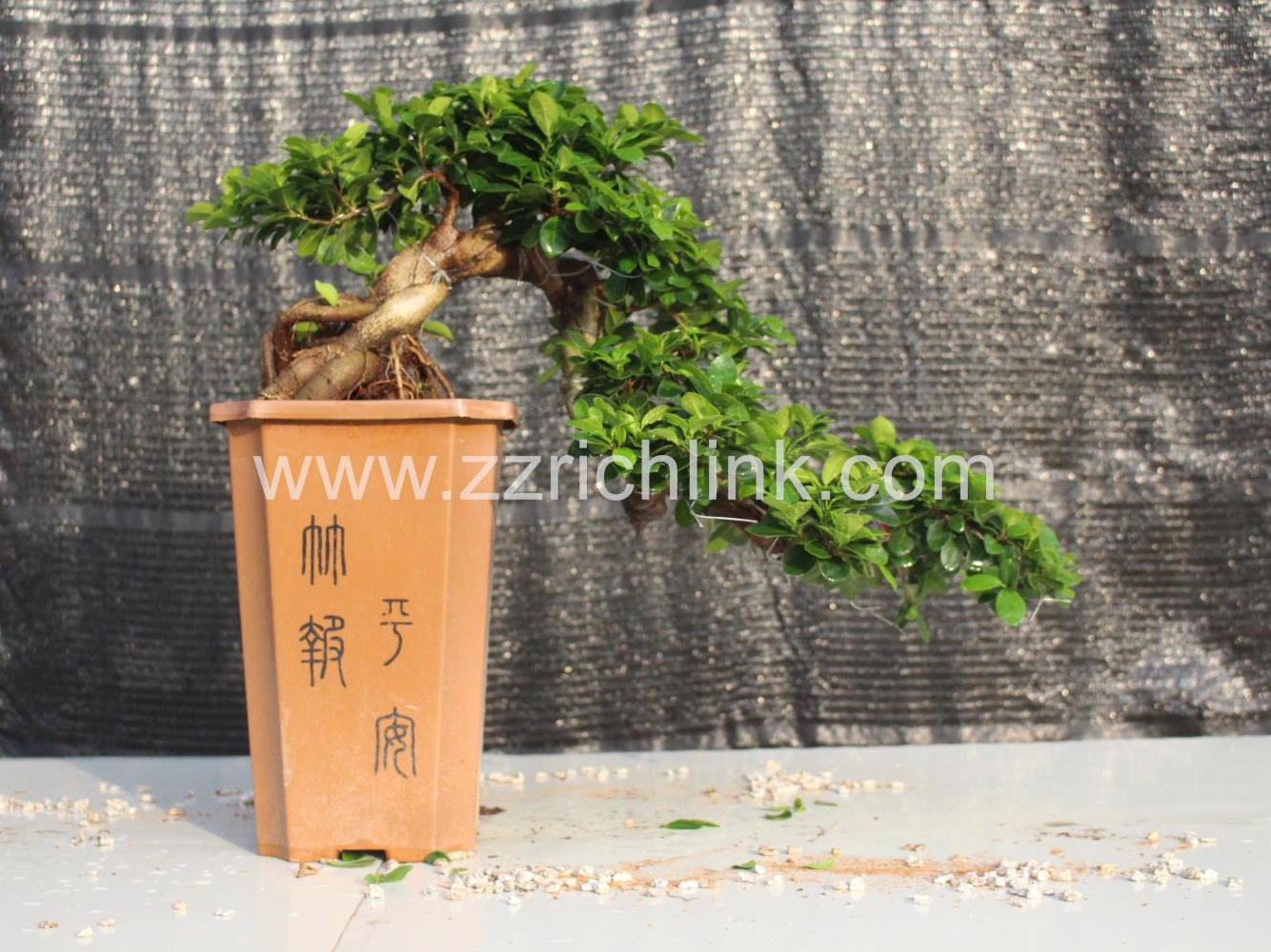 Ficus Microcarpa, Waterfall Shape,H65-70cm