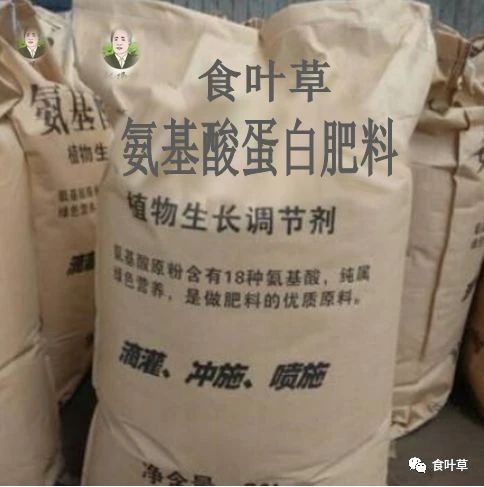 食叶草蛋白肥料