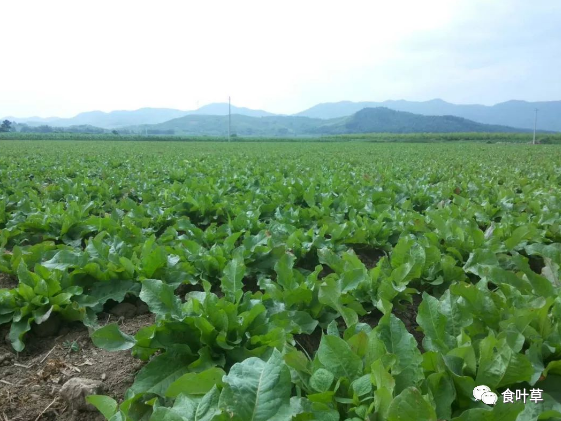 食叶草产业践行者：今歌集团