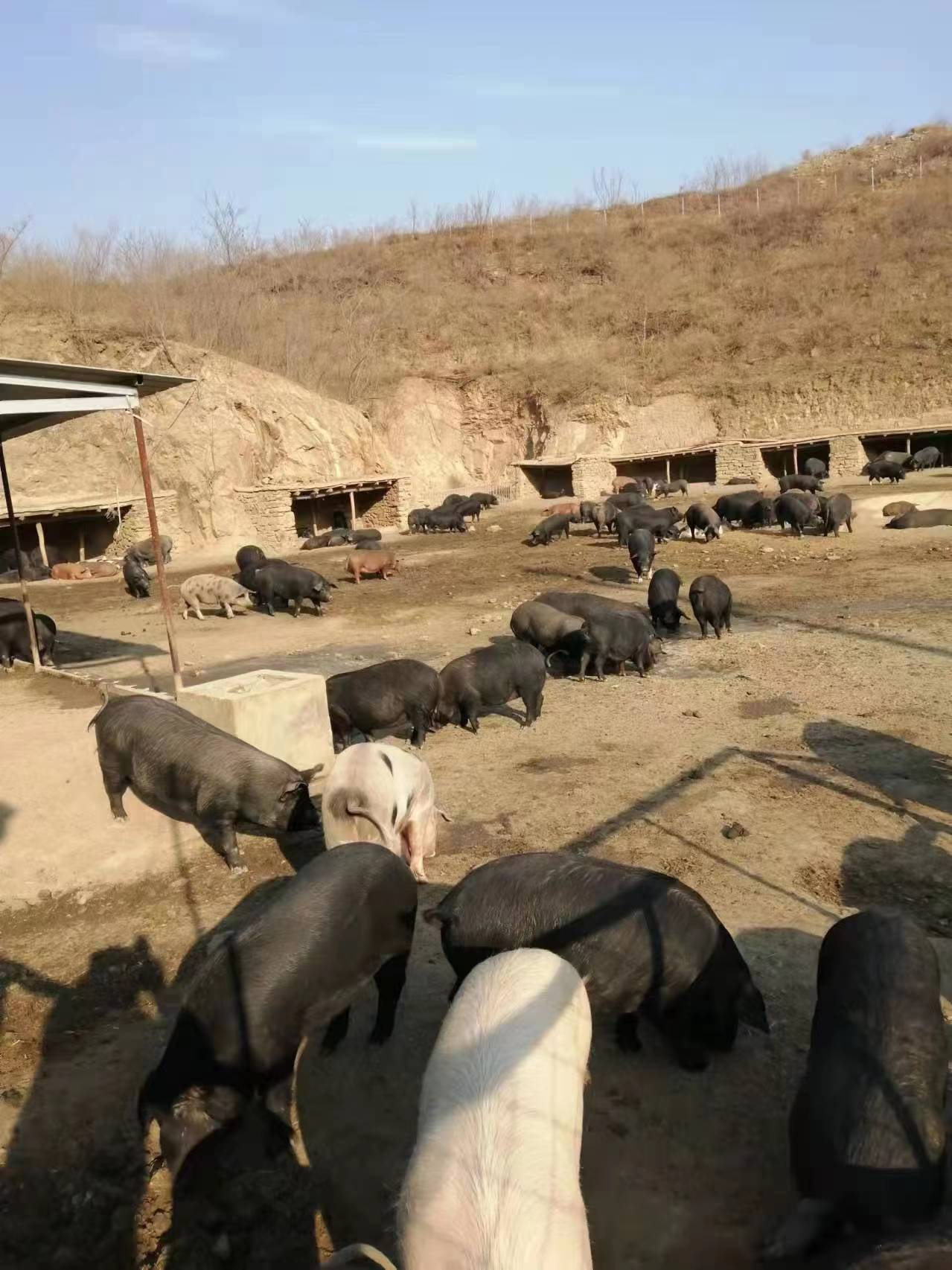 食叶草养殖