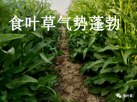 食叶草可缓解世界粮食紧张