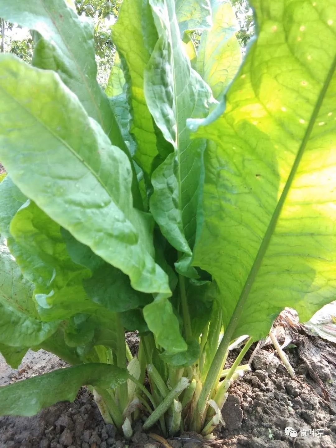 食叶草产业化技术科技成果再传喜讯