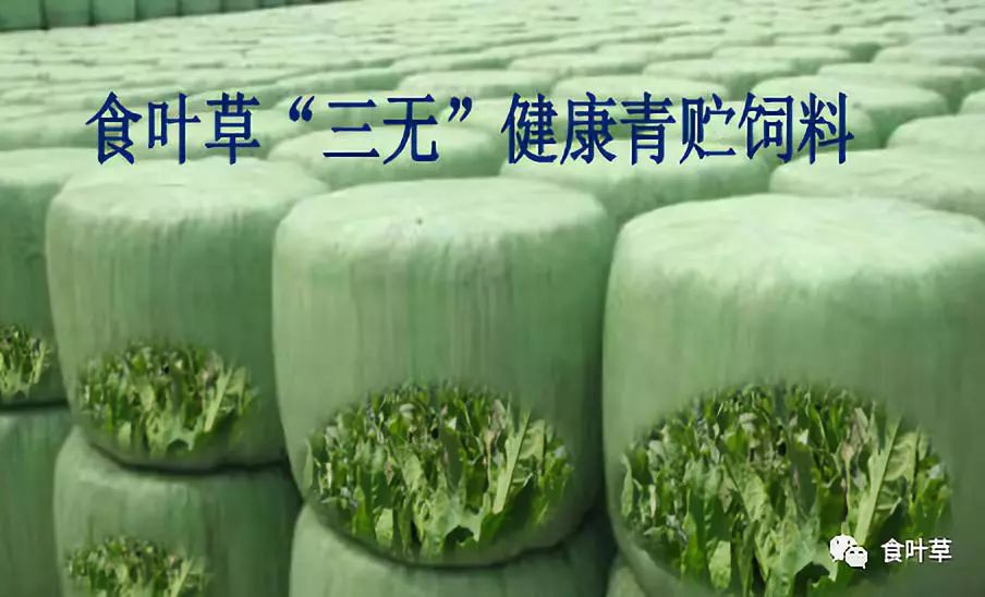 食叶草青储饲料