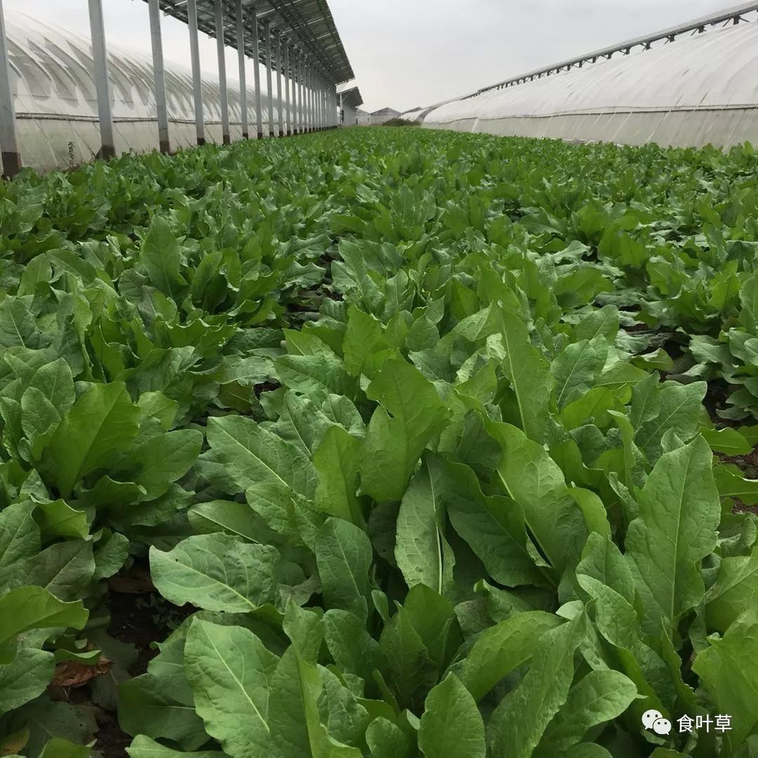 食叶草种植基地七
