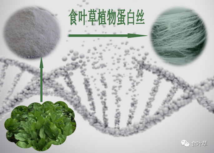 食叶草蛋白丝