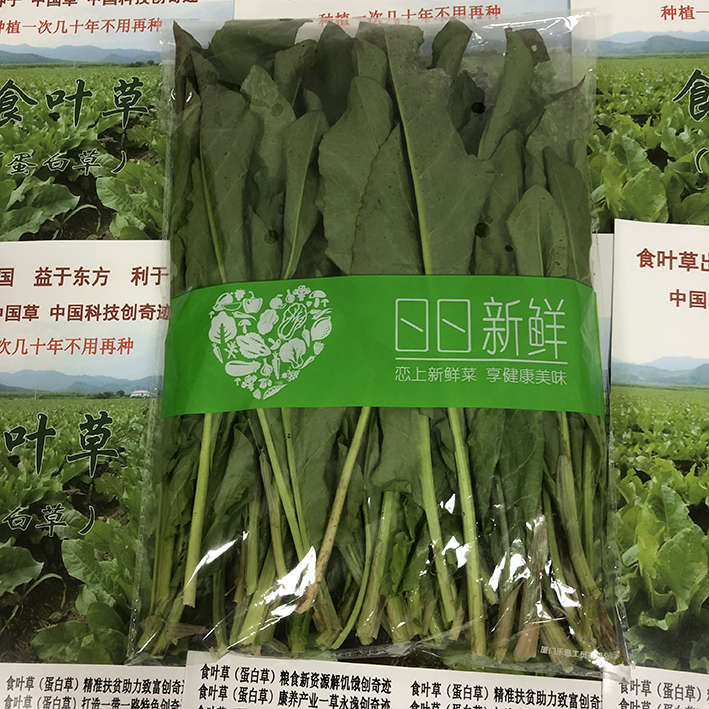 食叶草鲜菜