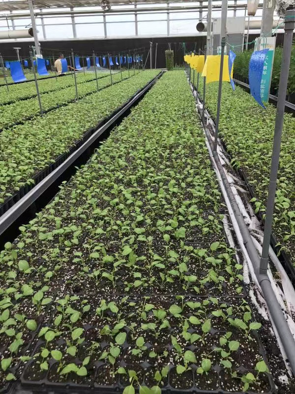食叶草种植基地五