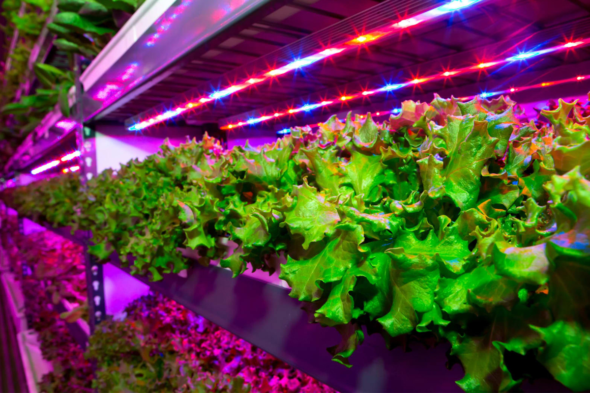 美国DLC发布植物灯V4.0 正式版标准