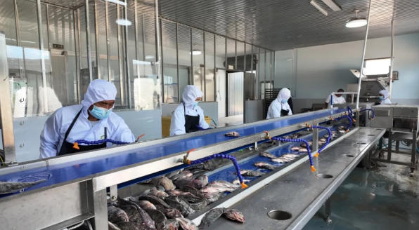 景洪罗非鱼产业从养殖到出海的高质量发展之路