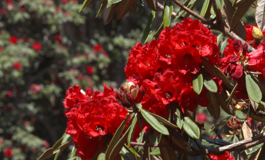 保山昌宁：艳光浮动醉春风  万亩杜鹃引客来