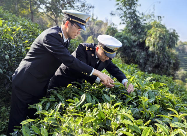 思茅海关助力普洱早春茶走俏国际市场