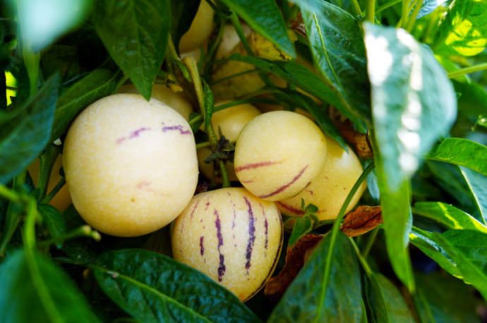 昌宁柯街：人参果迎丰收季 特色产业铺就增收路