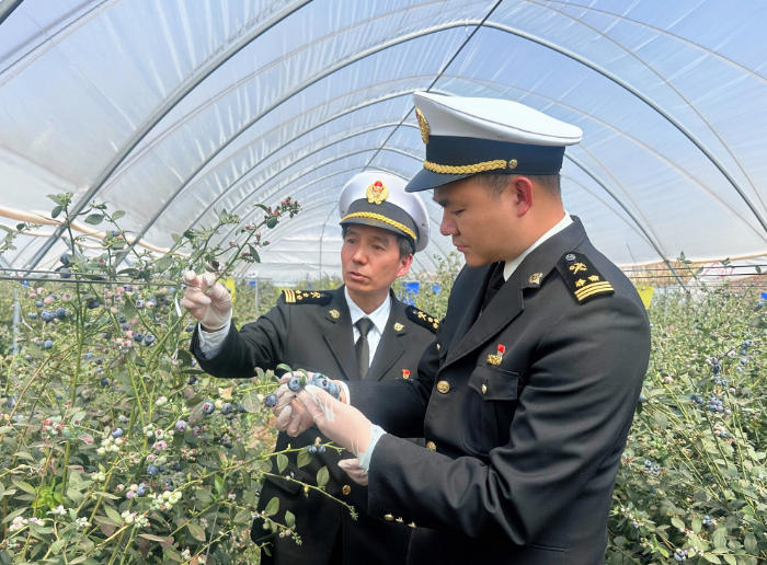 高原“蓝”果 “莓”好出海——云南大理蓝莓首次出口