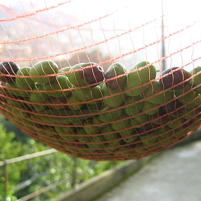 Olive Net