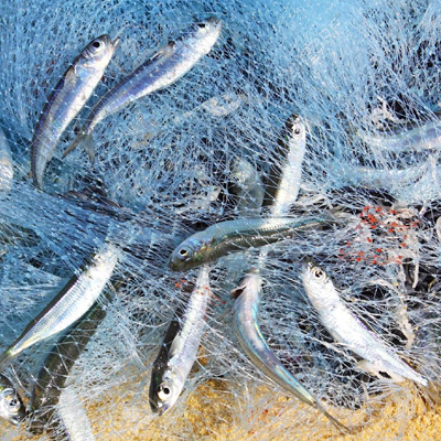 Fishing Net