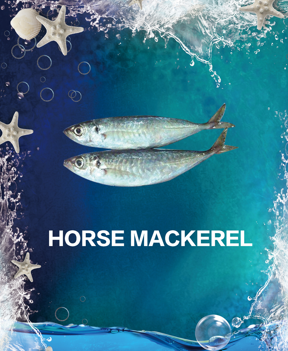 HORSE MACKEREL 