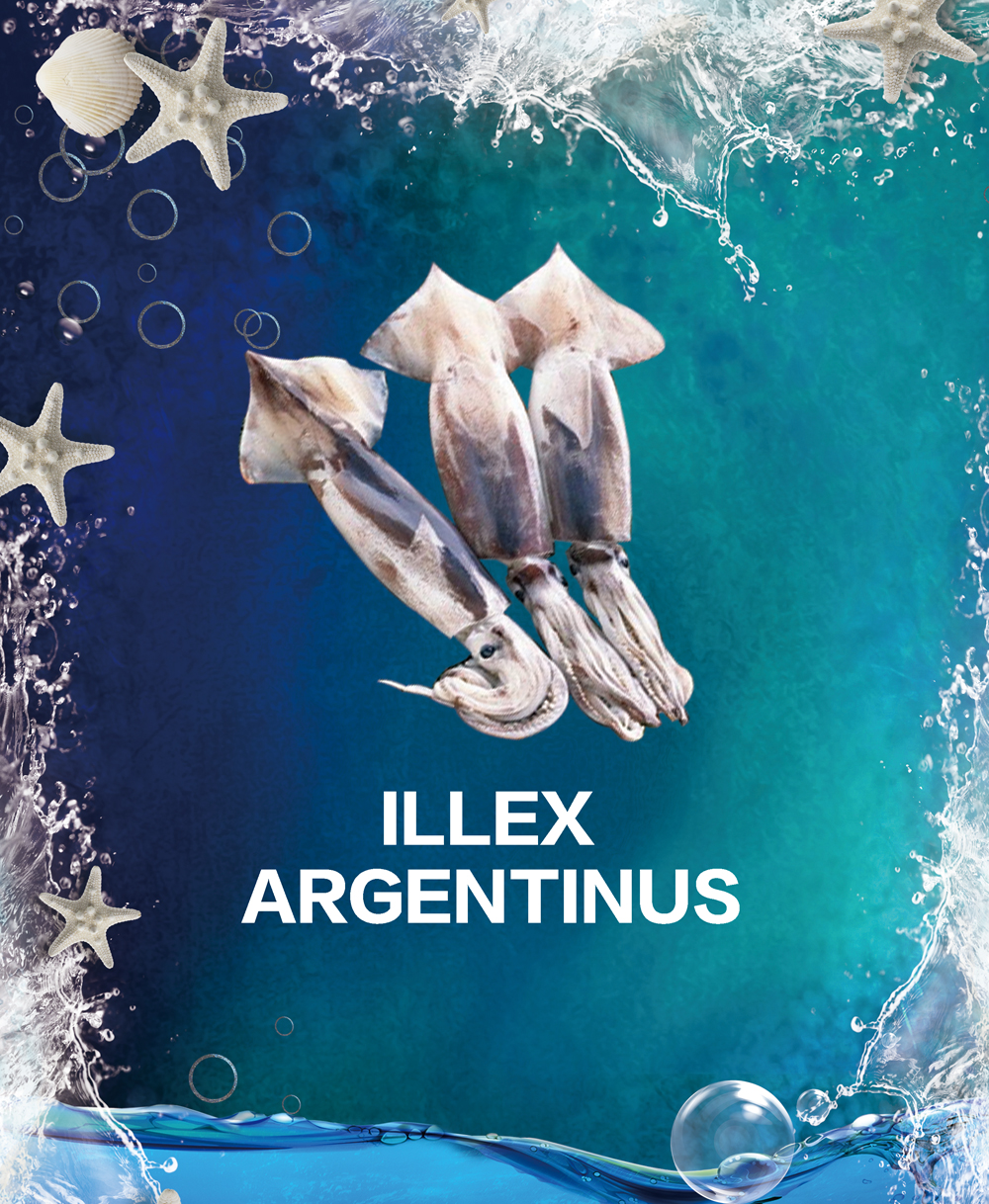 LLLEX ARGENTINUS 