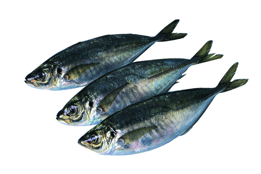 JACK MACKEREL