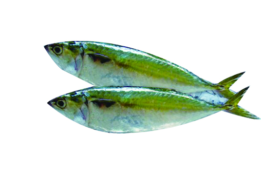 INDIAN MACKEREL