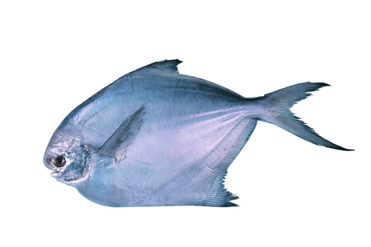 pomfret