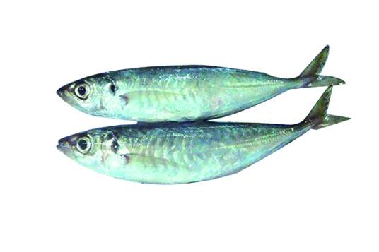 HORSE MACKEREL