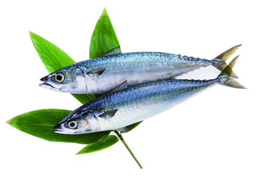 PACIFIC MACKEREL