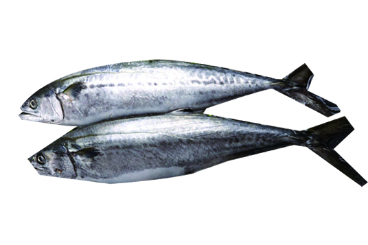 SPANISH MACKEREL