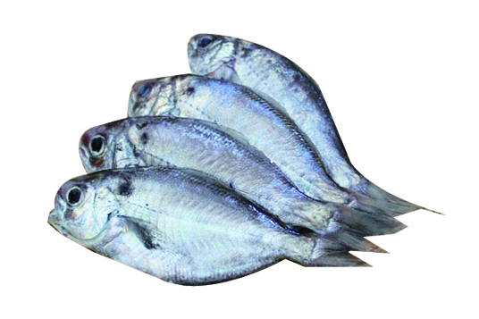 BUTTER FISH